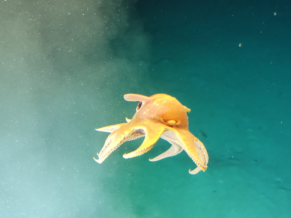 a dumbo octopus drifting in the deep sea it has large flaps that look like ears, like the disney elephant a dumbo octopus drifting in the deep sea it has large flaps that look like ears, like the disney elephant